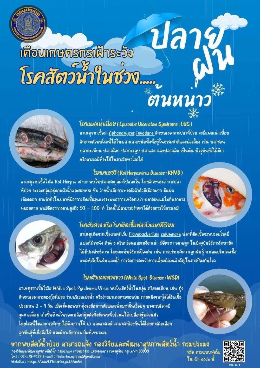 เตือนเกษตรกรเฝ้าระวังโรคสัตว์น้ำในช่วงปลายฝน ต้นหนาว