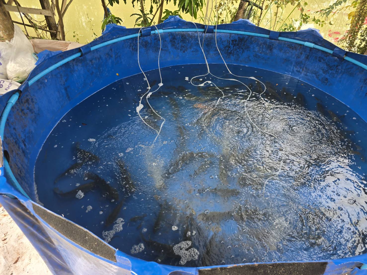 ร่วมจับผลผลิตเกษตรกรโครงการตามแผนปฏิบัติราชการจังหวัดหนองบัวลำภู ประจำปีงบประมาณ พ.ศ. 2567