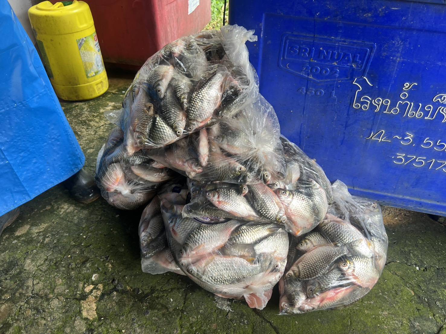 ร่วมจับผลผลิตเกษตรกรโครงการตามแผนปฏิบัติราชการจังหวัดหนองบัวลำภู ประจำปีงบประมาณ พ.ศ. 2567