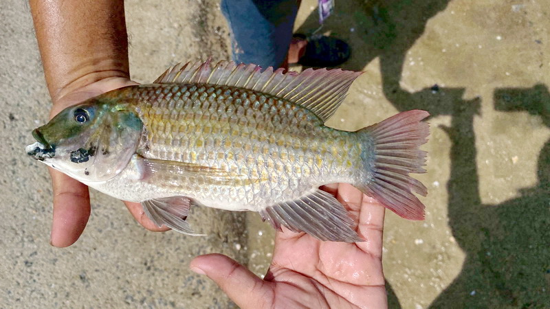 ร่วมกิจกรรม “ลงแขก ลงคลอง กำจัดปลาหมอคางดำ“ จังหวัดสงขลา