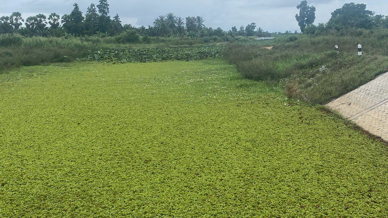 สำรวจการระบาดของปลาหมอคางดำ ในพื้นที่จังหวัดพัทลุง และจังหวัดสงขลา