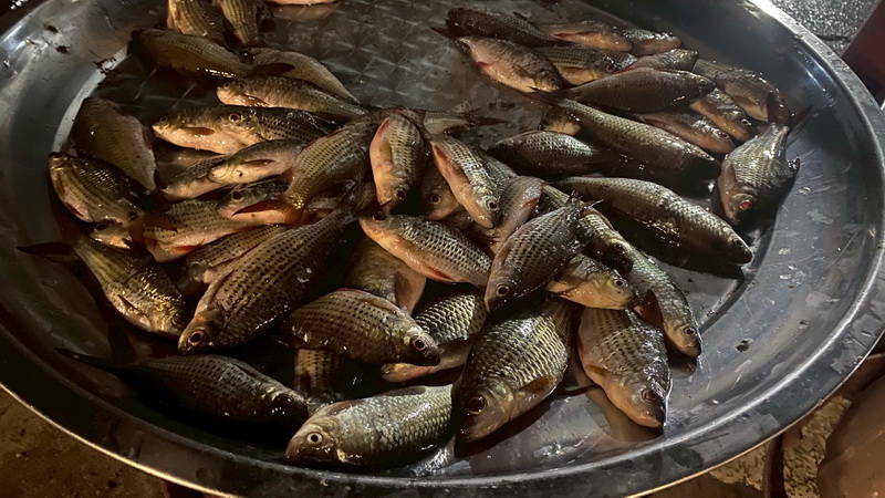 ดำเนินการสำรวจตัวอย่างปลาน้ำจืดมีไข่ ในพื้นที่ทะเลน้อยจังหวัดพัทลุง