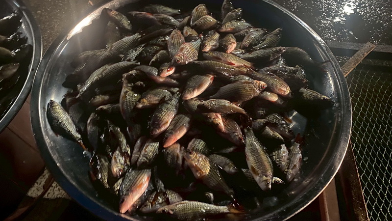 ดำเนินการสำรวจตัวอย่างปลาน้ำจืดมีไข่ ในพื้นที่ทะเลน้อยจังหวัดพัทลุง