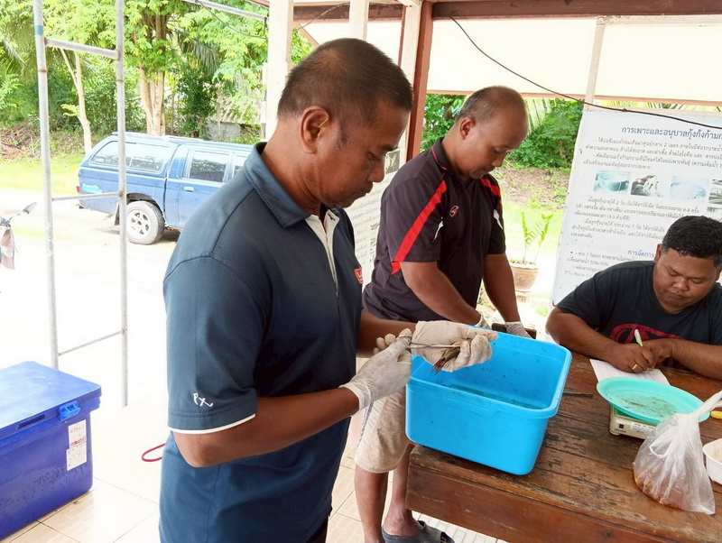 ดำเนินการสำรวจตัวอย่างปลาน้ำจืดมีไข่ ในพื้นที่ทะเลน้อยจังหวัดพัทลุง