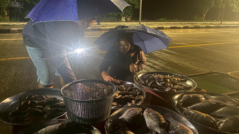 ดำเนินการสำรวจตัวอย่างปลาน้ำจืดมีไข่ ในพื้นที่ทะเลน้อยจังหวัดพัทลุง