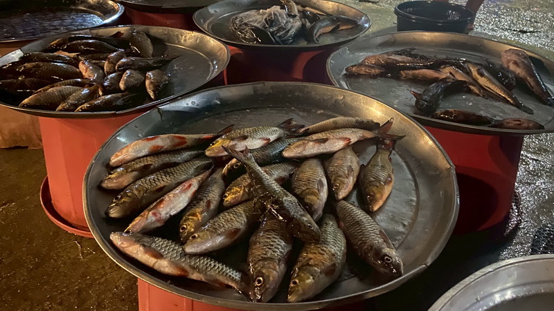 ดำเนินการสำรวจตัวอย่างปลาน้ำจืดมีไข่ ในพื้นที่ทะเลน้อยจังหวัดพัทลุง