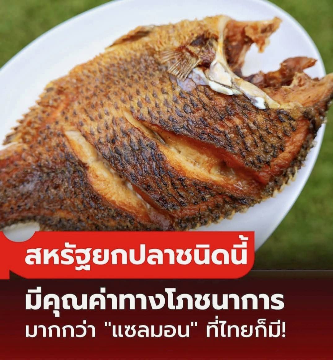 ปลานิล...ปลาพระราชทานจากในหลวงรัชกาลที่ 9..คลิก