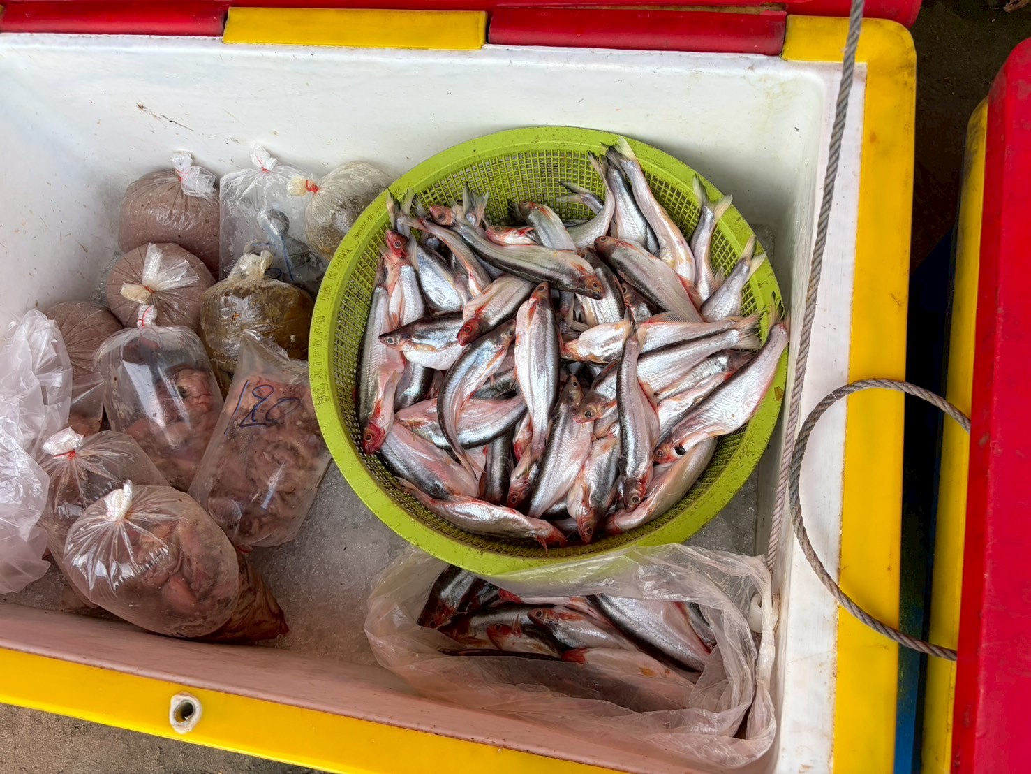 “ประมงศรีสะเกษ ลงพื้นที่ติดตาม เฝ้าระวัง สถานการณ์น้ำ ณ เขื่อนราษีไศล”