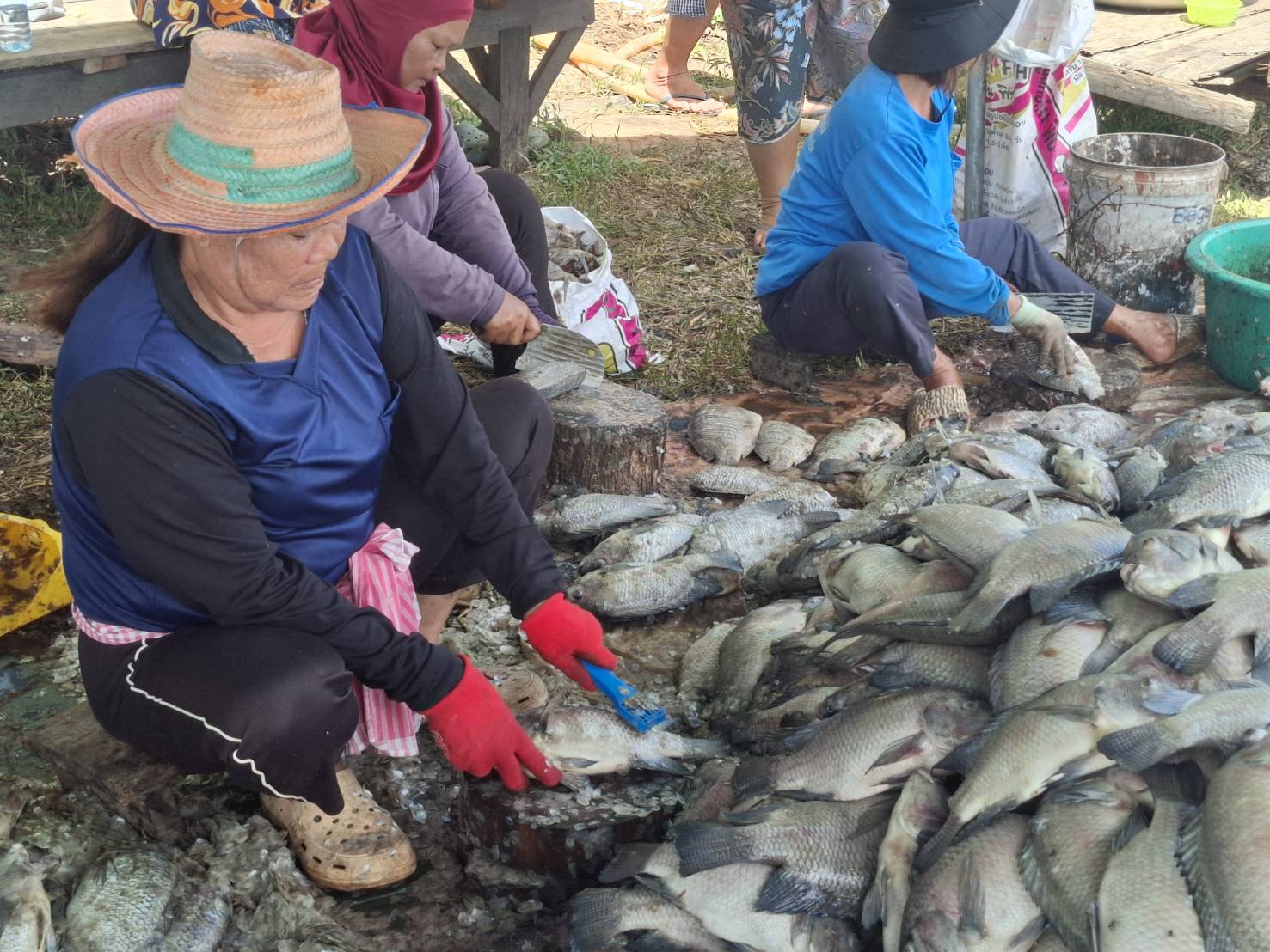 สำนักงานประมงจังหวัดศรีสะเกษ ลงพื้นที่ตรวจสอบสาเหตุการตายของปลานิลในกระชัง