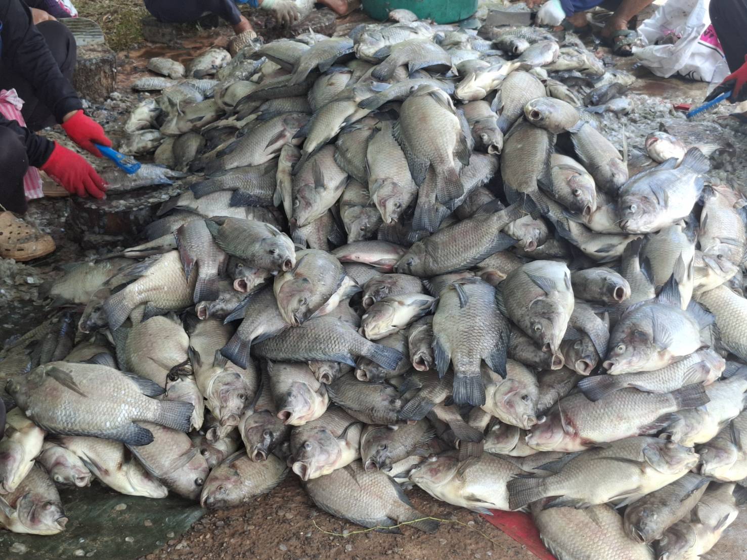 สำนักงานประมงจังหวัดศรีสะเกษ ลงพื้นที่ตรวจสอบสาเหตุการตายของปลานิลในกระชัง