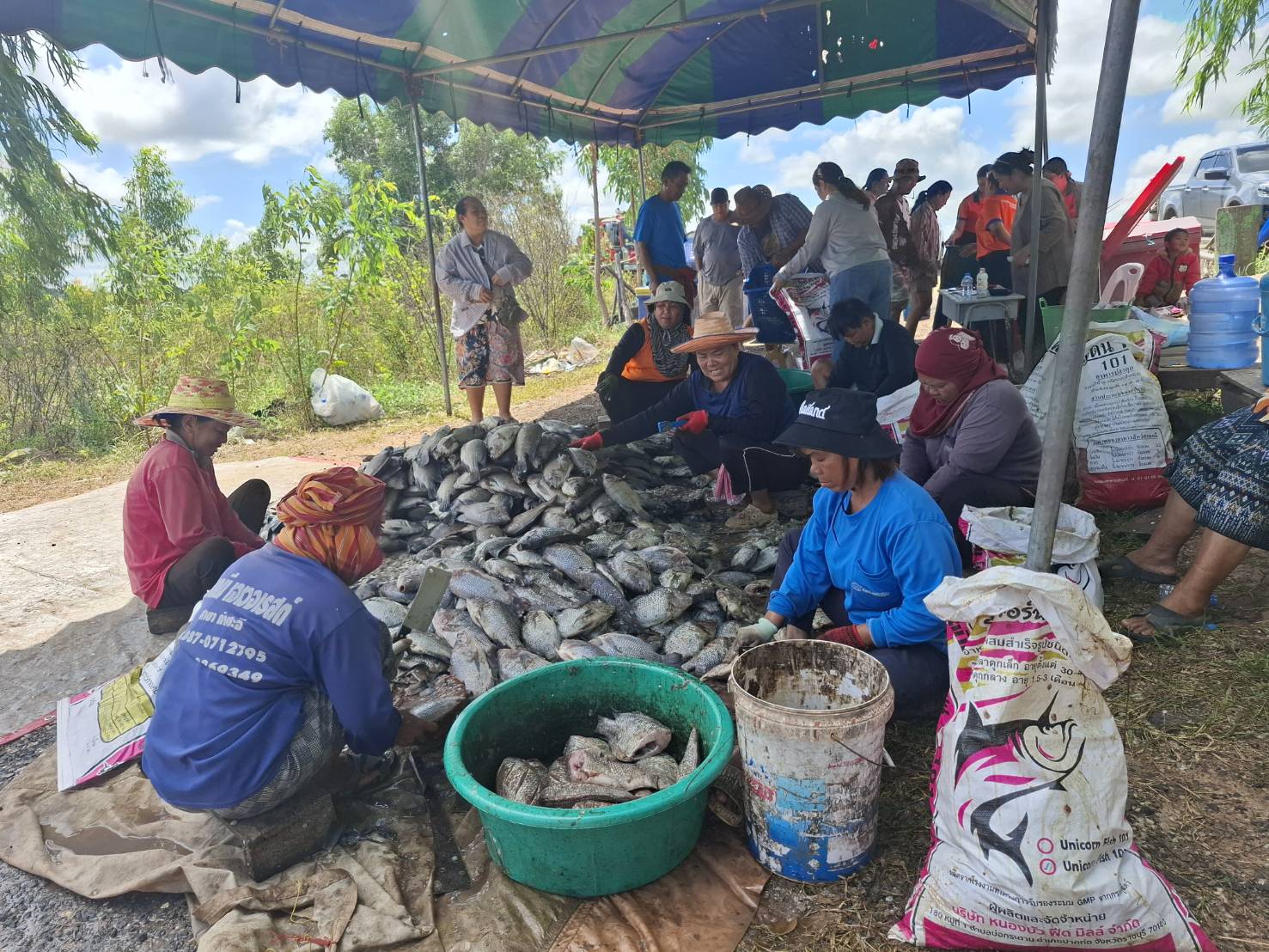 สำนักงานประมงจังหวัดศรีสะเกษ ลงพื้นที่ตรวจสอบสาเหตุการตายของปลานิลในกระชัง