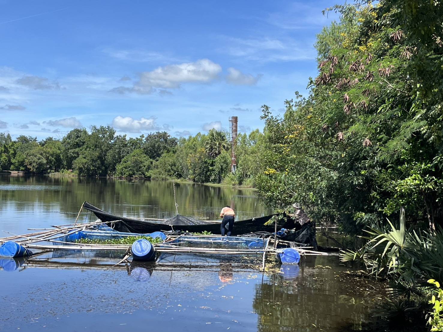 ปล่อยปลานิลแปลงเพศลงกระชังเพื่ออนุบาล ณ หนองป้อมปราบ
