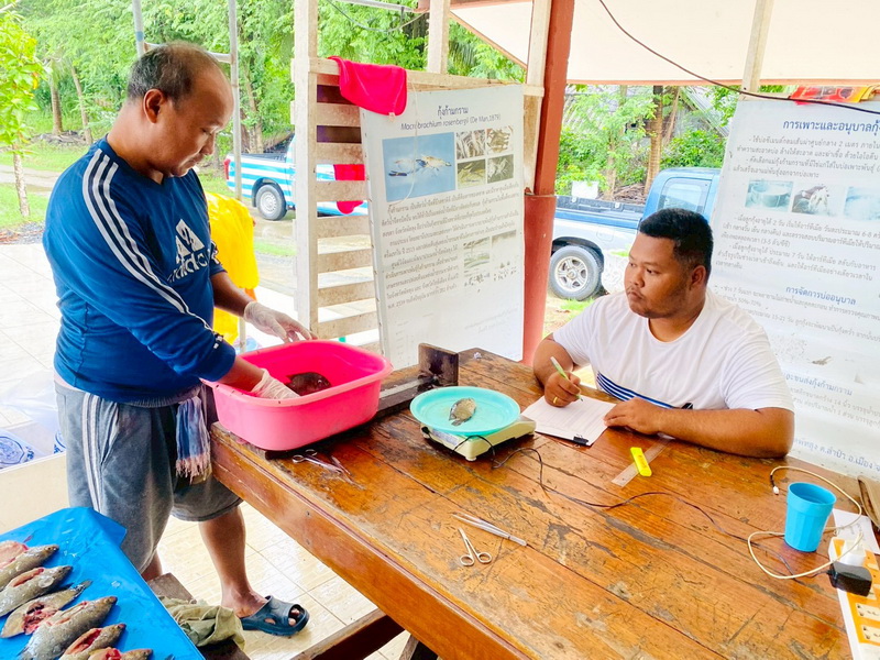 ดำเนินการสำรวจตัวอย่างปลาน้ำจืดมีไข่ ในพื้นที่ทะเลน้อยจังหวัดพัทลุง..คลิก