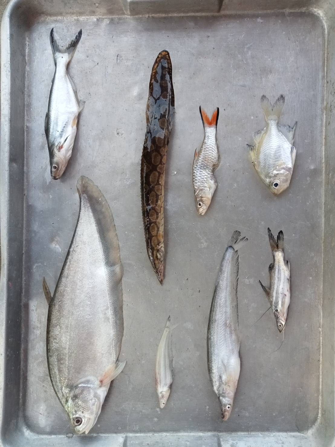 ศปจ.นครสวรรค์ และคณะเจ้าหน้าที่กลุ่มวิชาการ กองวิจัยและพัฒนาประมงน้ำจืด ดำเนินการสำรวจนิเวศทางน้ำและทรัพยากรประมงครั้งที่ 1 ประจำปีงบประมาณ 2569 โครงการวิจัยการศึกษาสภาวะทรัพยากรประมงหลังการบูรณะแหล่งน้ำด้วยการขุดลอก ในพื้นที่บึงบอระเพ็ด จังหวัดนครสวรรค์