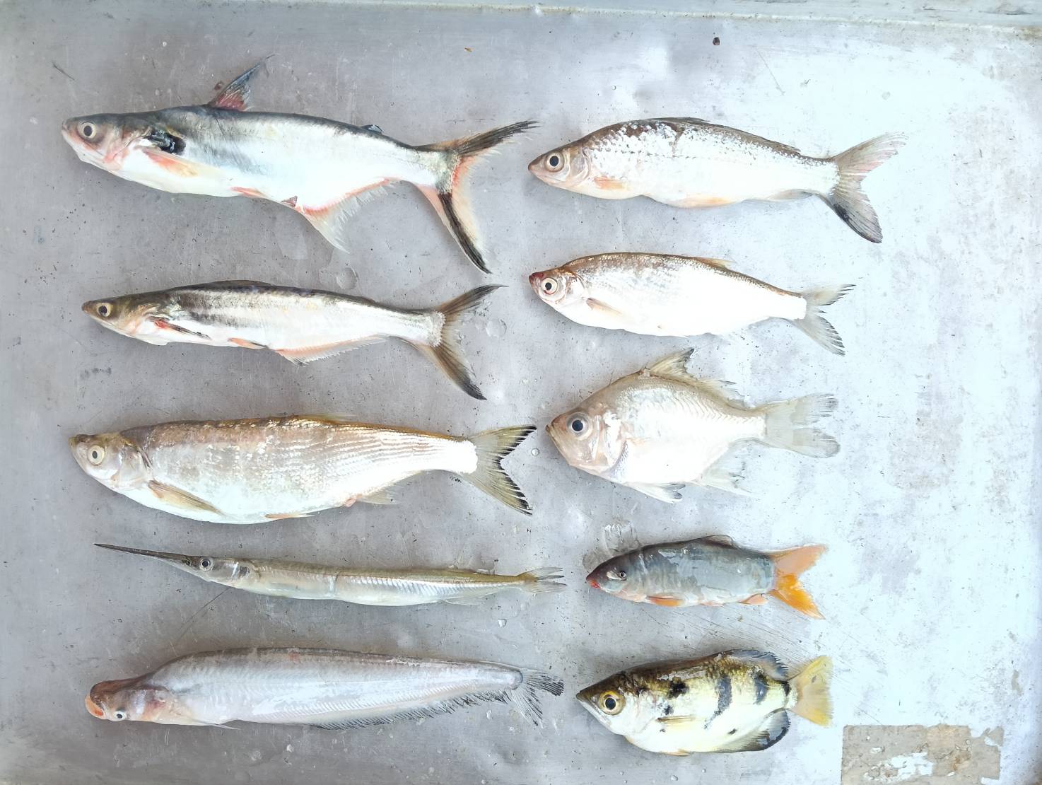 ศปจ.นครสวรรค์ และคณะเจ้าหน้าที่กลุ่มวิชาการ กองวิจัยและพัฒนาประมงน้ำจืด ดำเนินการสำรวจนิเวศทางน้ำและทรัพยากรประมงครั้งที่ 1 ประจำปีงบประมาณ 2569 โครงการวิจัยการศึกษาสภาวะทรัพยากรประมงหลังการบูรณะแหล่งน้ำด้วยการขุดลอก ในพื้นที่บึงบอระเพ็ด จังหวัดนครสวรรค์