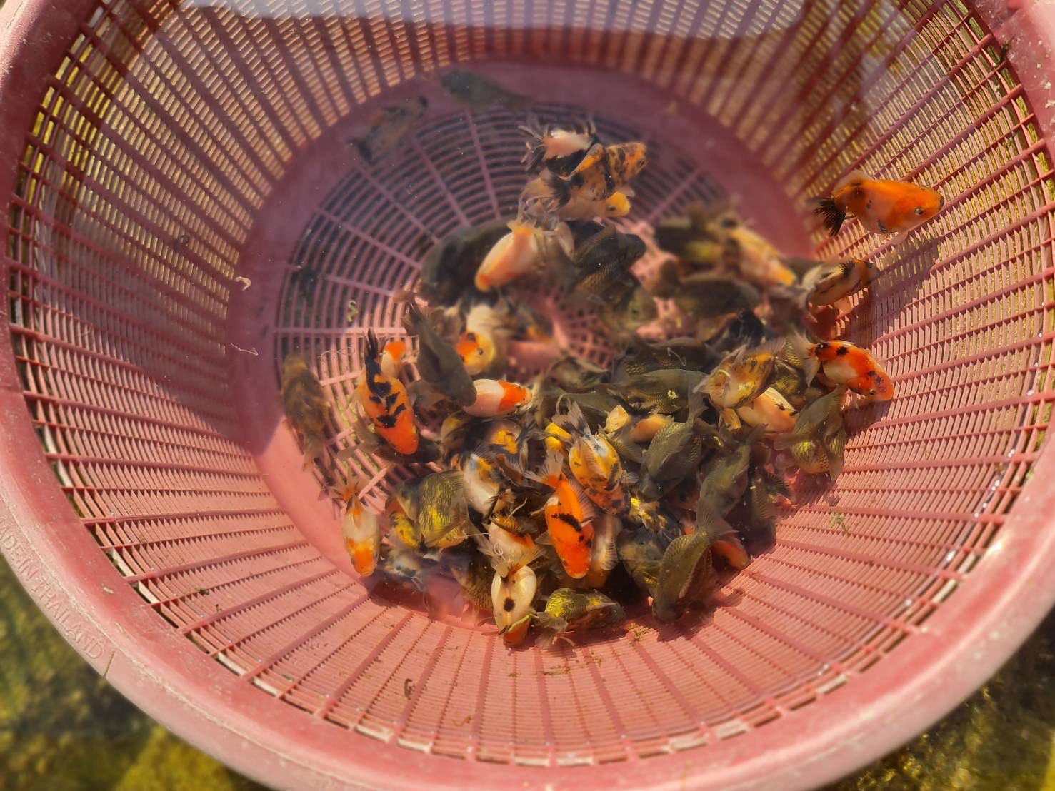 ลงพื้นที่เพื่อนำนักข่าวจังหวัดราชบุรี เข้าเยี่ยมชมฟาร์มเกษตรกรผู้เพาะเลี้ยงปลาทอง