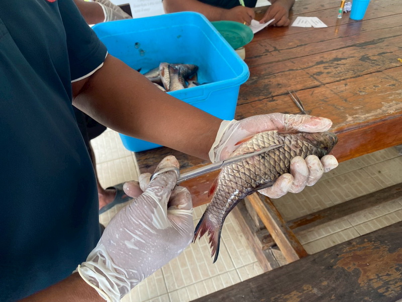 ดำเนินการสำรวจตัวอย่างปลาน้ำจืดมีไข่ ในพื้นที่ทะเลน้อยจังหวัดพัทลุง