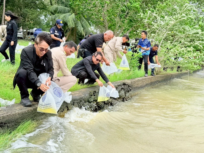 ร่วมปล่อยพันธุ์กุ้งก้ามกราม ลงสู่ทะเลสาบสงขลา อ.ปากพะยูน จ.พัทลุง..คลิก
