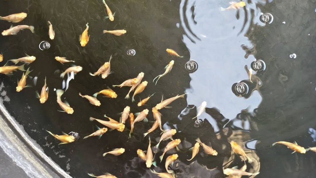 ฝึกอบรม และศึกษาดูงาน หลักสูตร “การพัฒนา Young Smart Farmer ด้านสัตว์น้ำสวยงาม”..คลิก