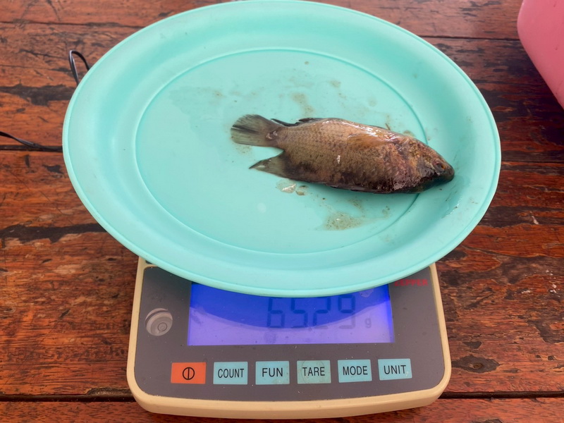 ดำเนินการสำรวจตัวอย่างปลาน้ำจืดมีไข่ ในพื้นที่ทะเลน้อยจังหวัดพัทลุง