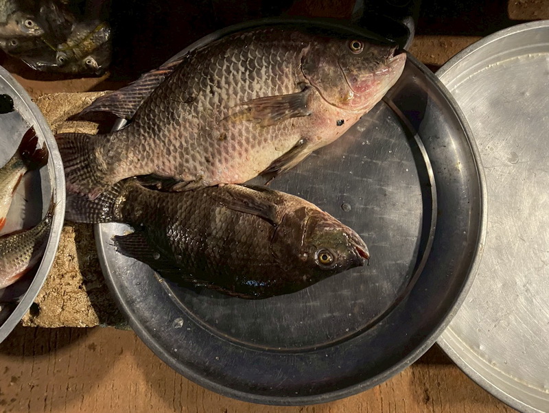 ดำเนินการประเมินสภาวะทรัพยากรสัตว์น้ำ ในพื้นที่ทะเลน้อยจังหวัดพัทลุง..คลิก