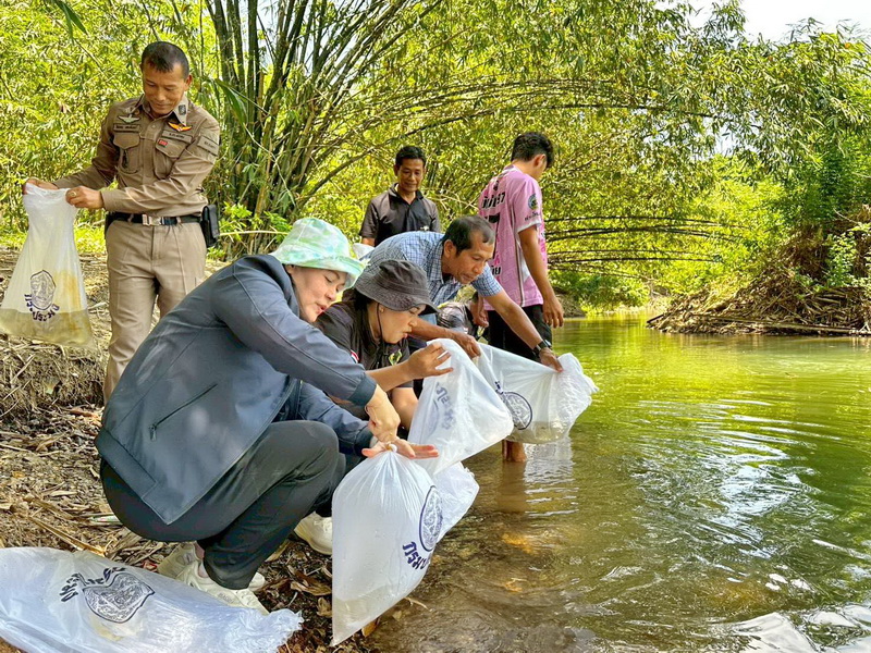 สนับสนุนพันธุ์ปลากินพืช เพื่อปล่อยลงสู่คลองบ้านคู อ.กงหรา จ.พัทลุง..คลิก