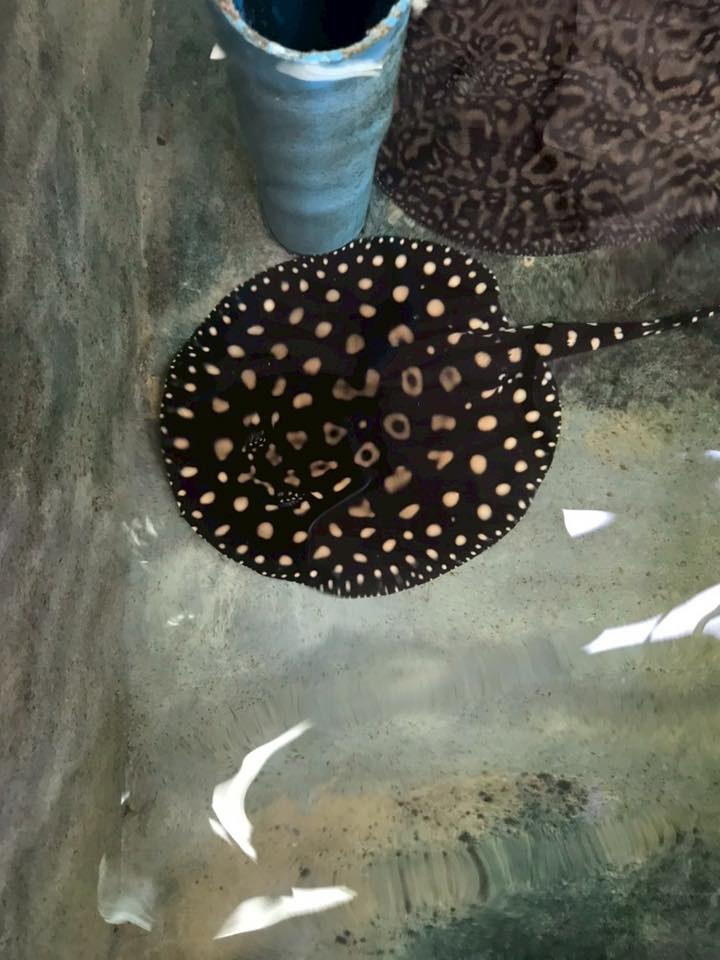 ร่วมลงพื้นที่ตรวจสอบสถานที่และความพร้อมของสถานเพาะพันธุ์ฯ อำเภอบ้านโป่ง