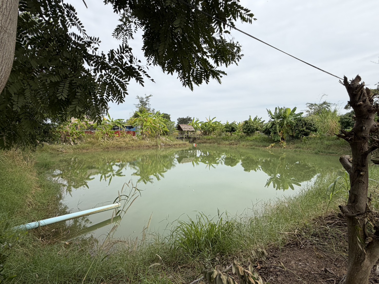 “ประมงศรีสะเกษ ลงพื้นที่โครงการศูนย์เรียนรู้การเพิ่มประสิทธิภาพการผลิตสินค้าเกษตร (ศพก.) ประจำปีงบประมาณ พ.ศ.2569”