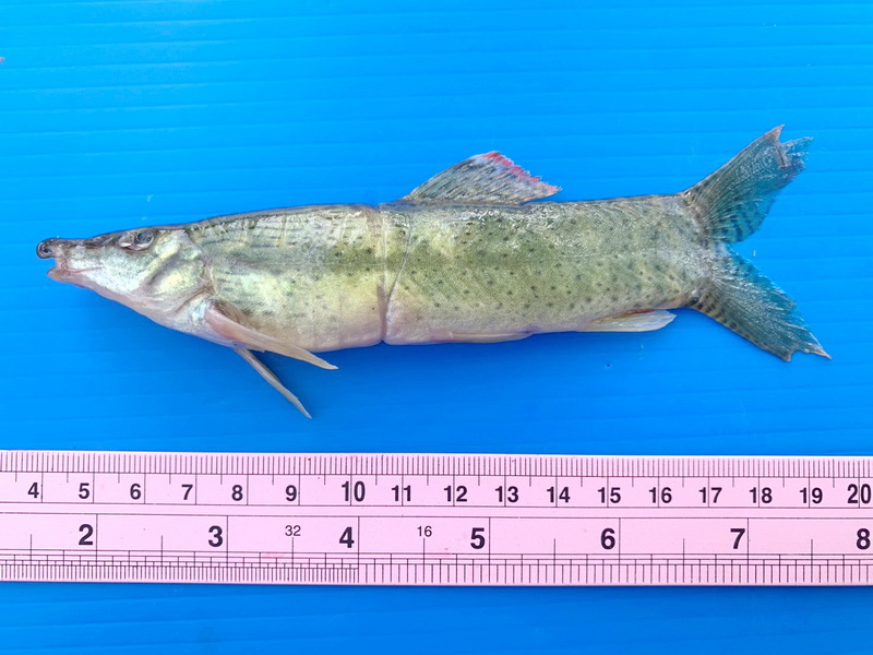 เก็บข้อมูลการดำเนินการตามแผนอนุรักษ์และพัฒนาสิ่งแวดล้อม จังหวัดนครศรีธรรมราช