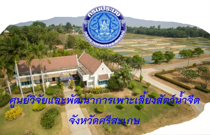ศูนย์วิจัยและพัฒนาการเพาะเลี้ยงสัตว์น้ำจืดศรีสะเกษ..คลิก