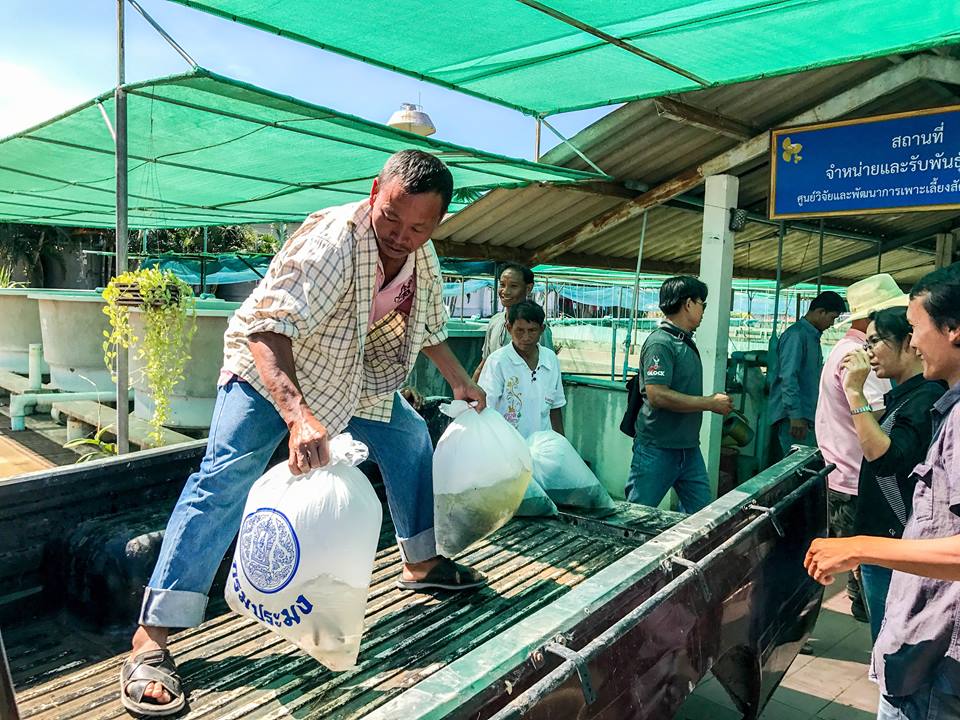 สนับสนุนปลานิลสายพันธุ์จิตรลดา..ชมภาพ