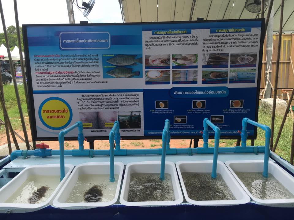กรมประมงได้ร่วมจุดนิทรรศการในง..ชมภาพ