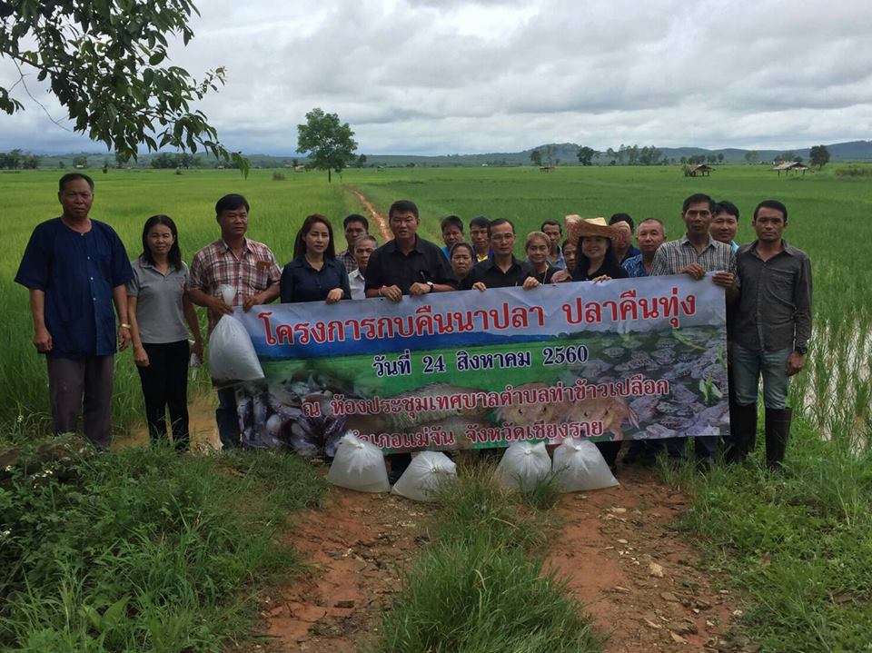 การเลี้ยงกบและปลาในทุ่งนาตามหล..ชมภาพ