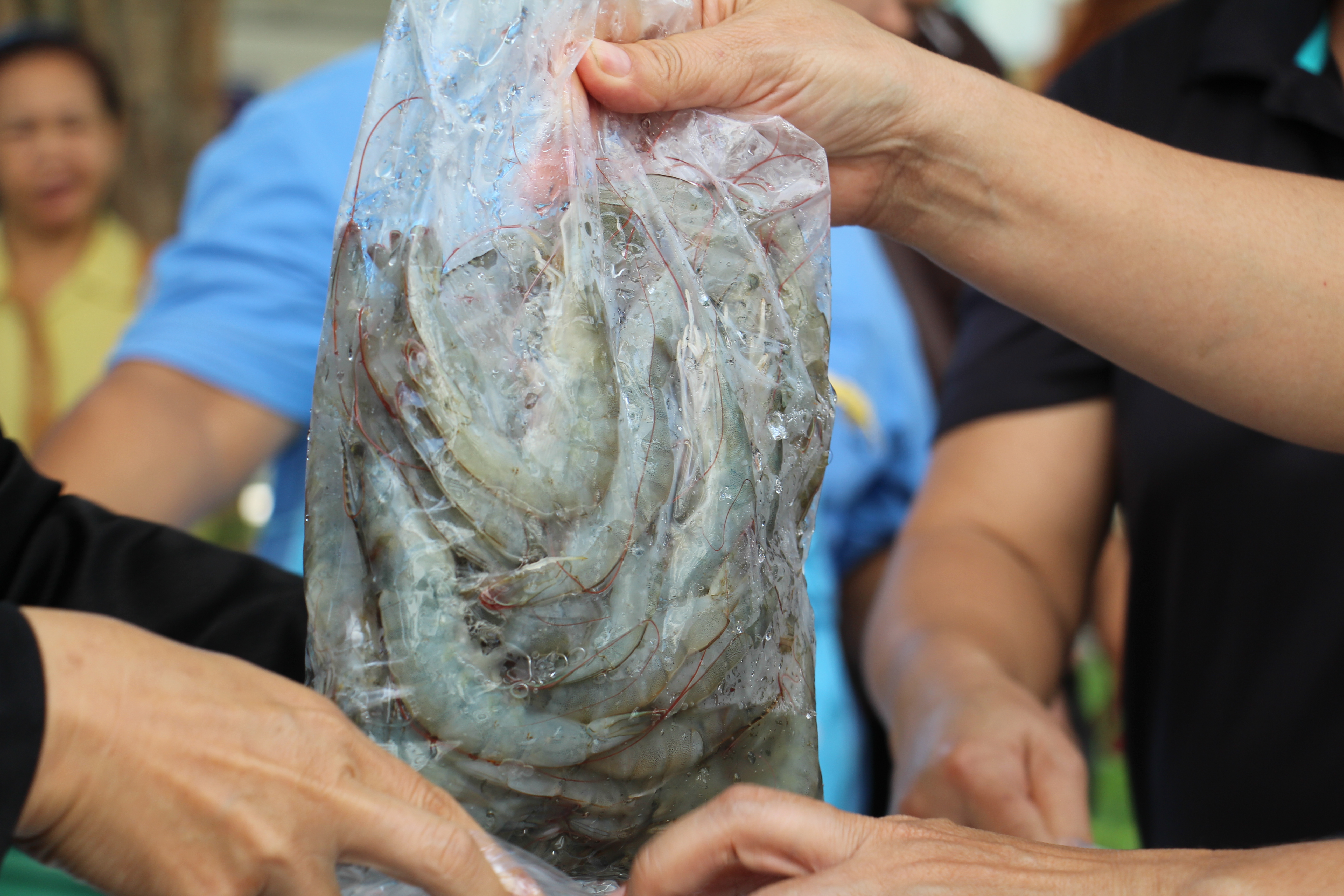 กรมประมงจัดกิจกรรม คนไทยร่วมใ..ชมภาพ