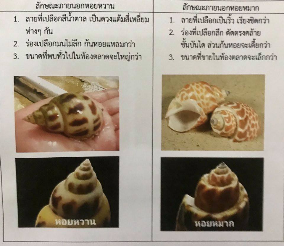 วิธีสังเกตหอยหวานกับหอยหมากว่า..ชมภาพ