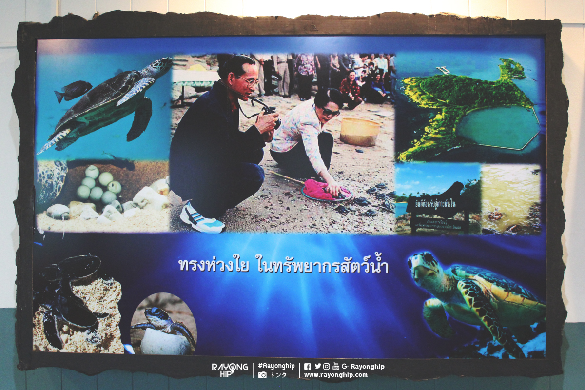 สถานแสดงพันธุ์สัตว์น้ำระยอง (R..ชมภาพ
