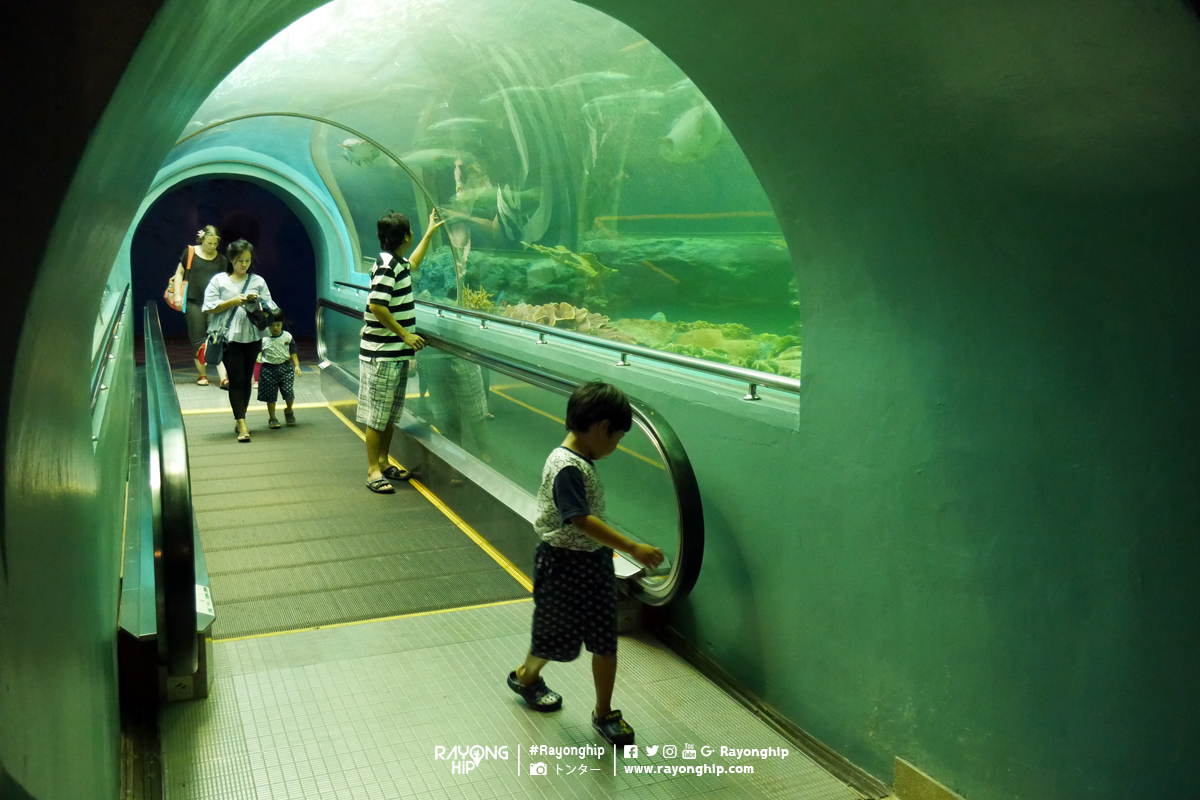 สถานแสดงพันธุ์สัตว์น้ำระยอง (R..ชมภาพ