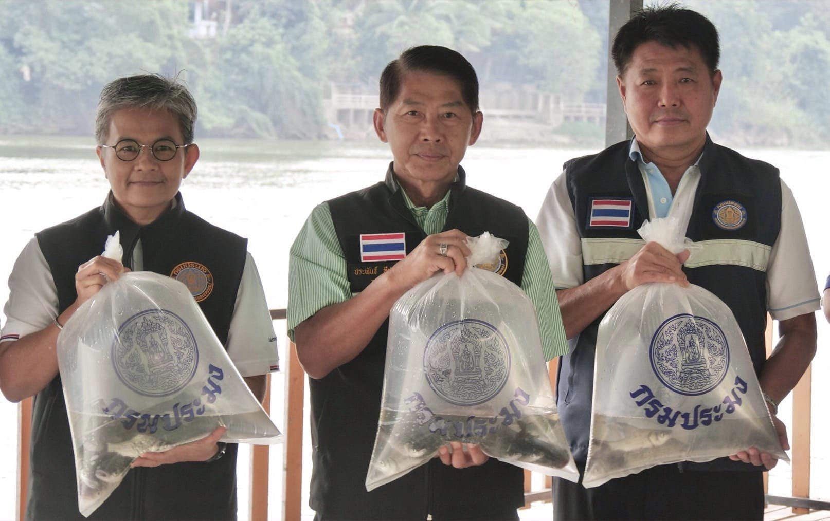 กรมประมงปล่อย “ปลายี่สกไทย” คื..ชมภาพ