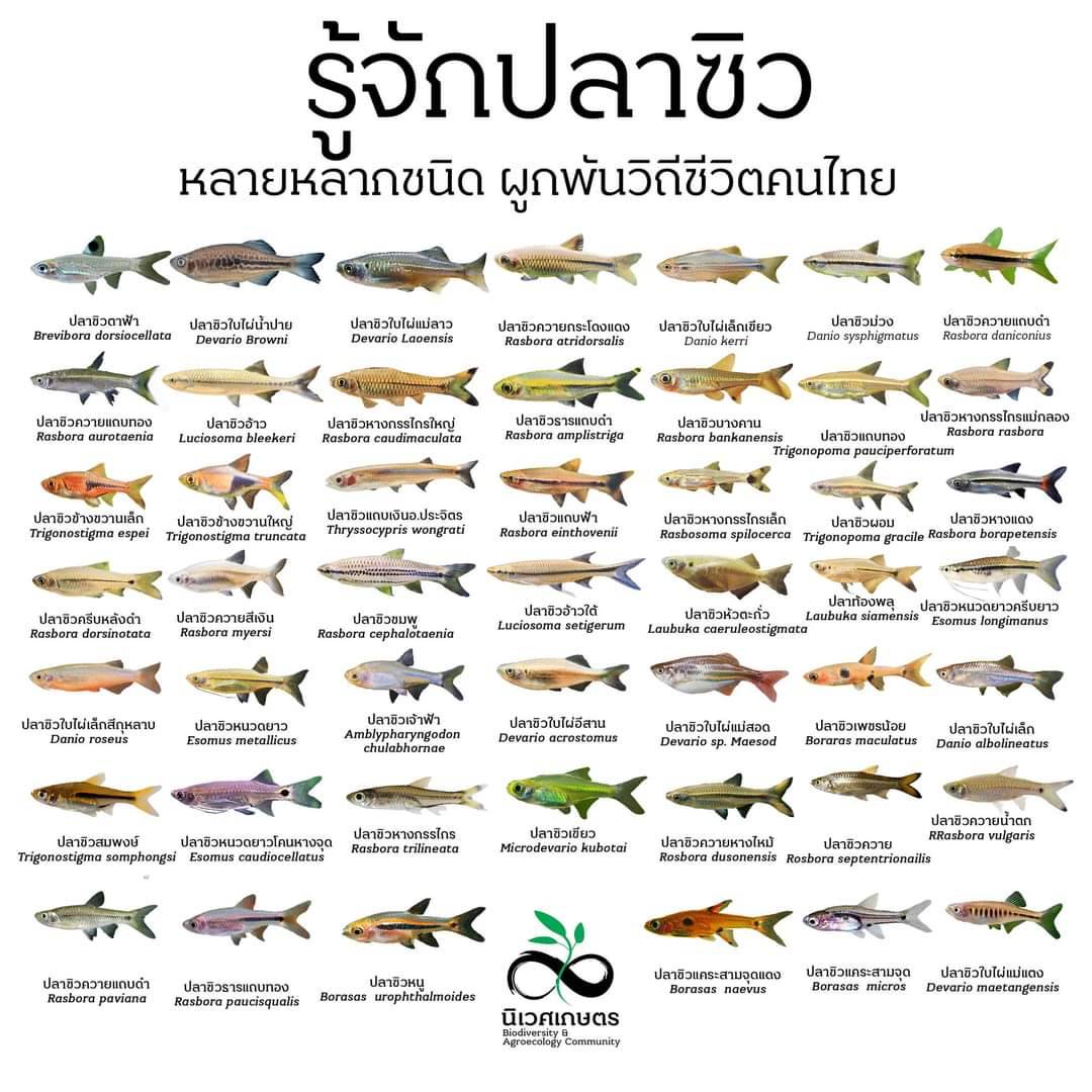 สื่อการเรียนรู้ : Infographic ความหลากหลายปลาน้ำจืดของประเทศไทย กับ นิเวศเกษตร Biodiversity and Agroecology