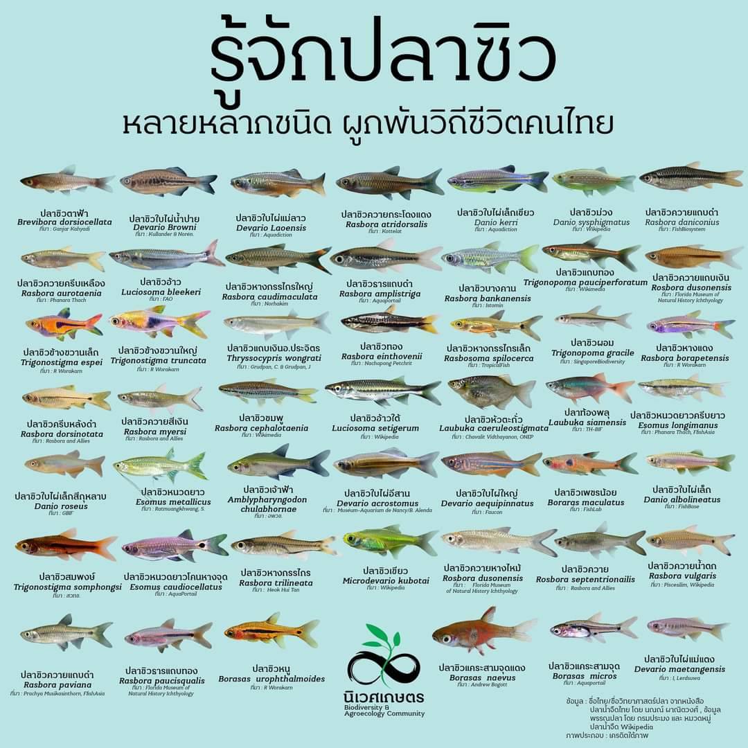 สื่อการเรียนรู้ : Infographic ความหลากหลายปลาน้ำจืดของประเทศไทย กับ นิเวศเกษตร Biodiversity and Agroecology