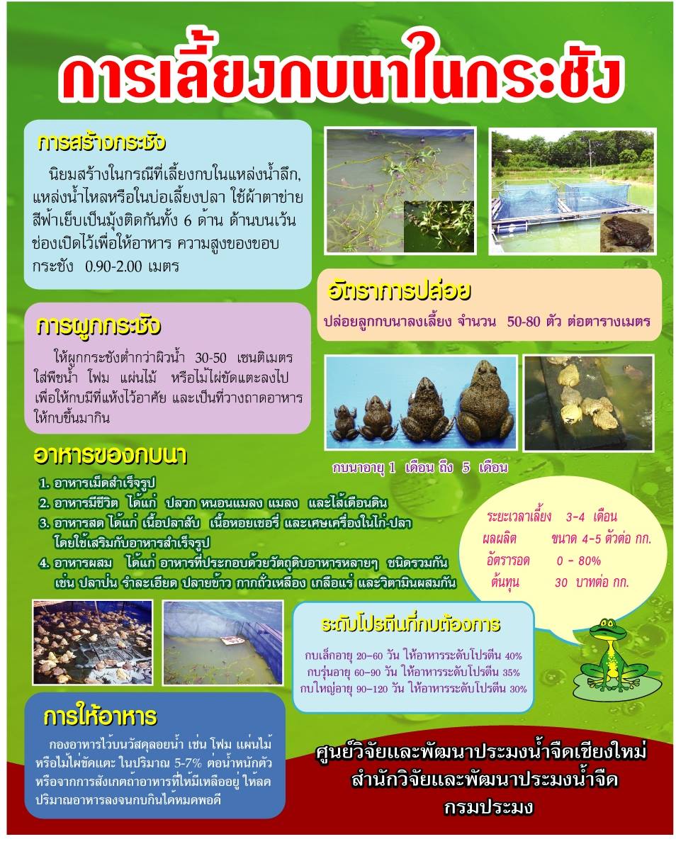 สื่อการเรียนรู้...การเลี้ยงกบนาในกระชัง