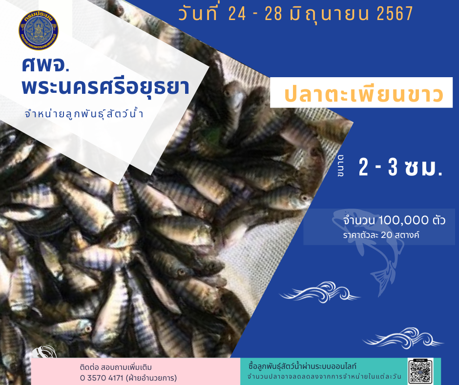ชนิดพันธ์ุสัตว์น้ำพร้อมจำหน่าย  24-28 มิถุนายน 2567 ศพจ.พระนครศรีอยุธยา