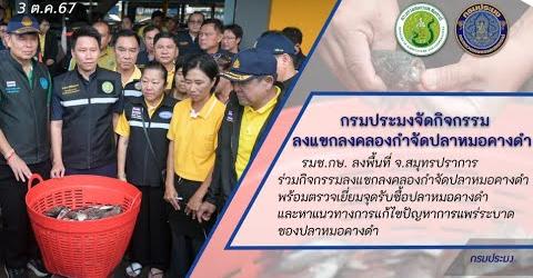 อธิบดีกรมประมง…เผยจุดรับซื้อปลาหมอคางดำ 75 จุด ทั่วพื้นที่การระบาด...