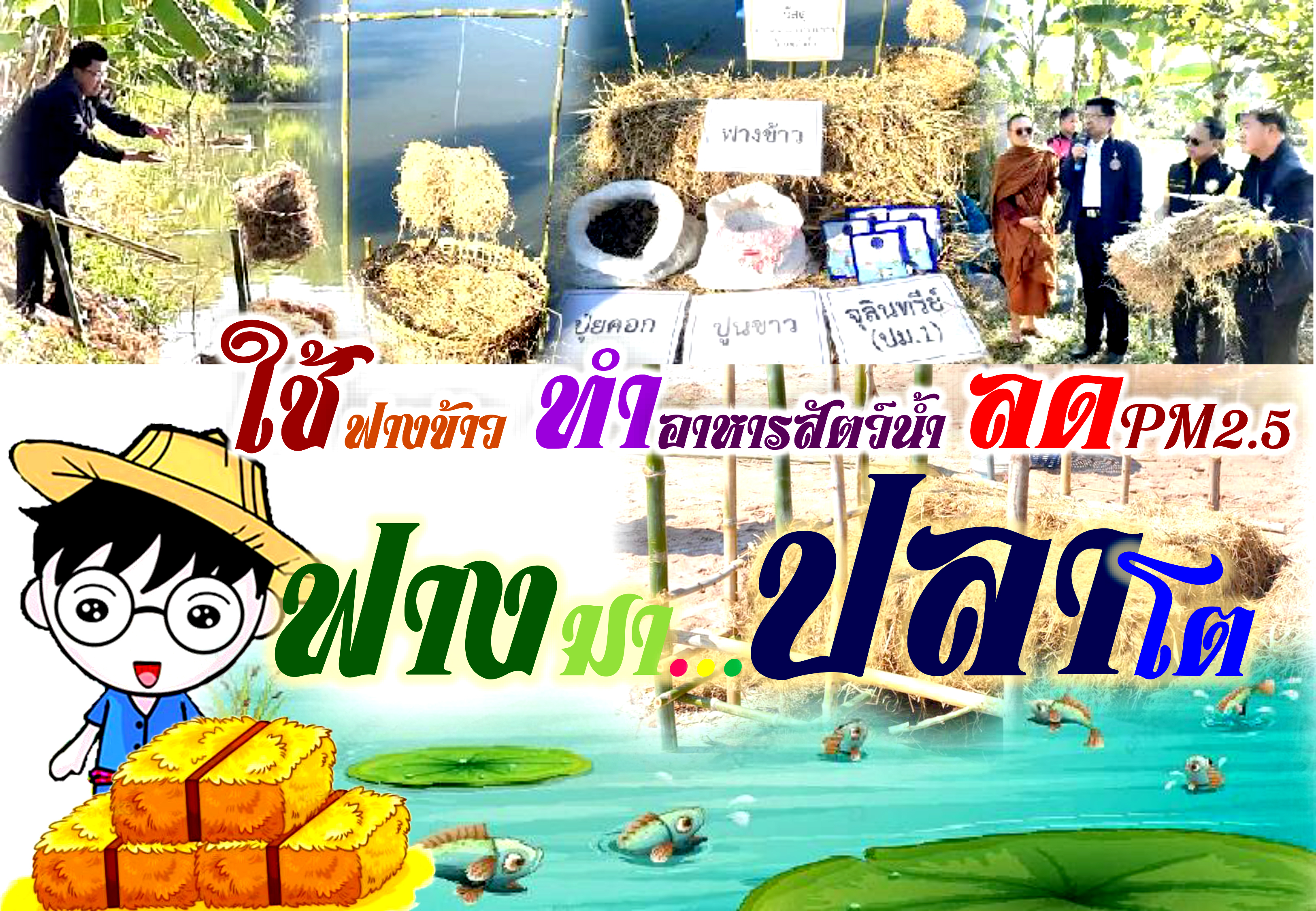 ฟางมาปลาโต...เพิ่มผลผลิตสัตว์น้ำในแหล่งน้ำชุมชน ใครเผาตอซัง ฟางข้าว เศษซากพืช ไม่ให้เข้าร่วมทุกโครงการของกรมประมง