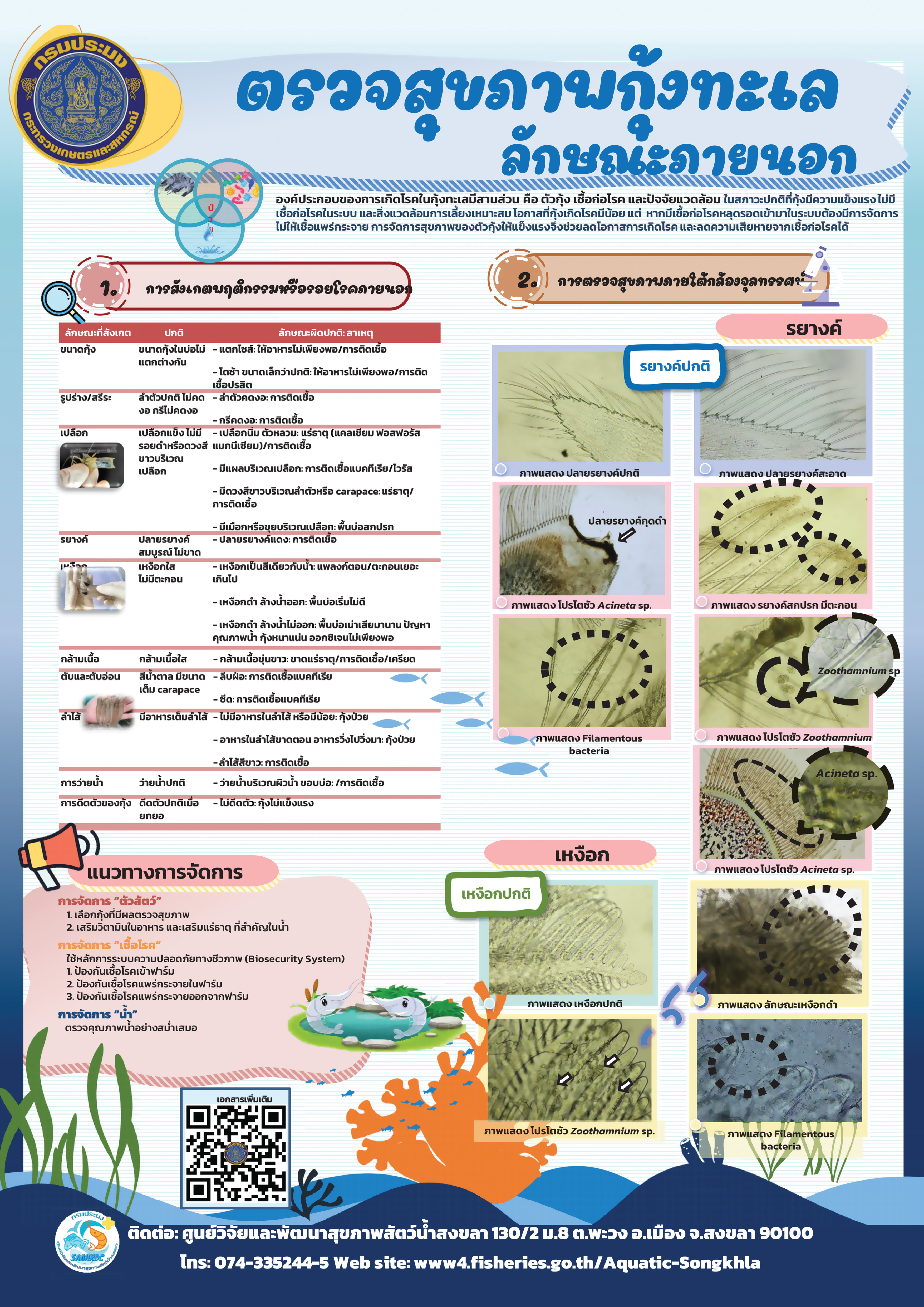 ตรวจสุขภาพกุ้งทะเล ลักษณะภายนอก