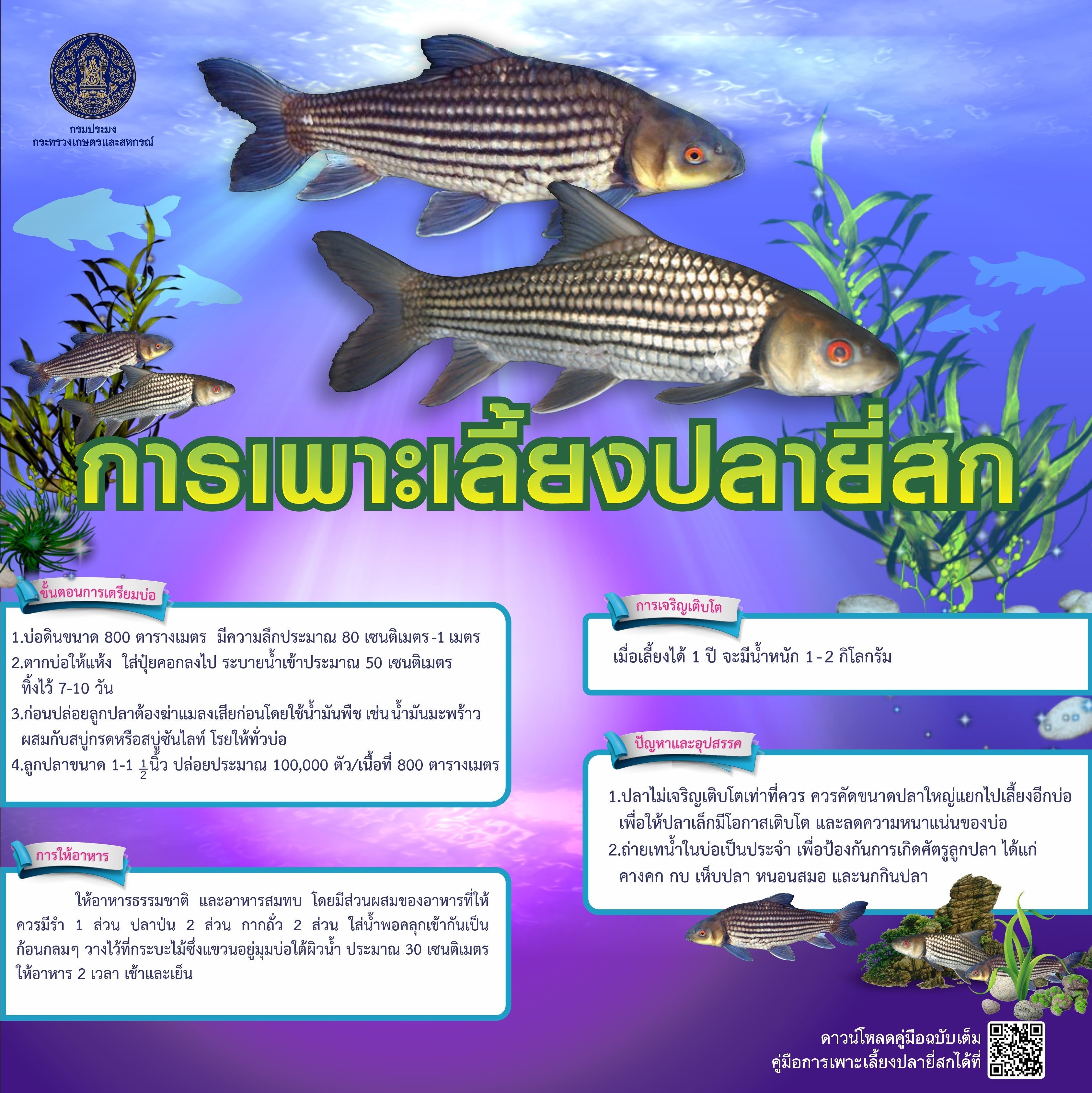 infographic การเพาะเลี้ยงปลายี่สก