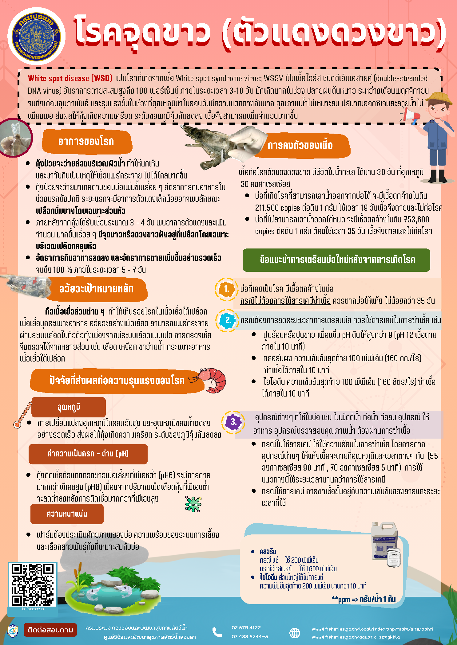 โรคจุดขาว หรือตัวแดงดวงขาว WSSD