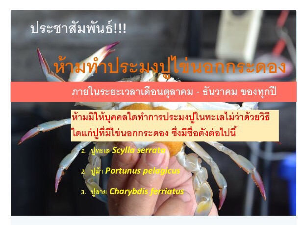 ประชาสัมพันธ์ ห้ามทำประมงปูไข่นอกกระดอง..คลิก