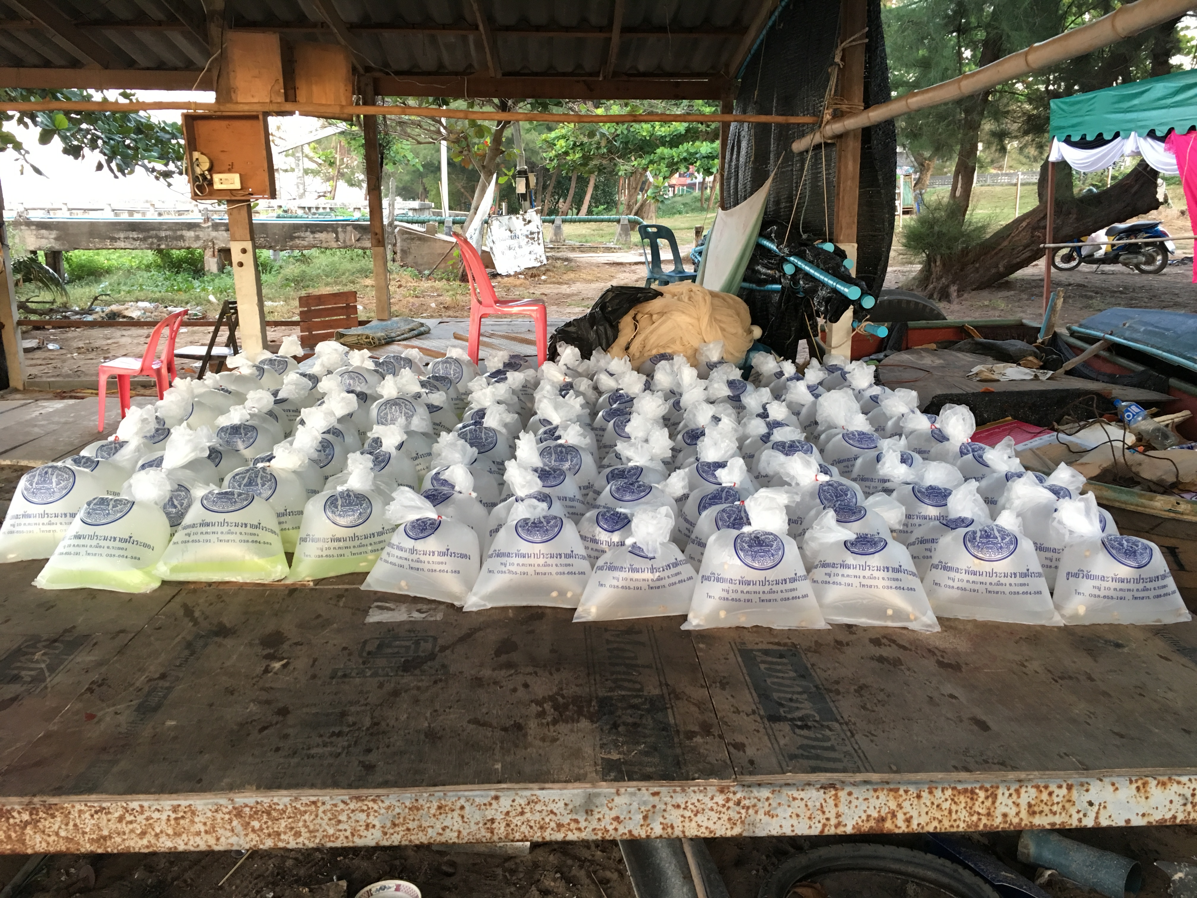 กิจกรรมปล่อยพันธุ์สัตว์น้ำร่วมกับกลุ่มประมงเรือเล็กพื้นบ้าน..คลิก