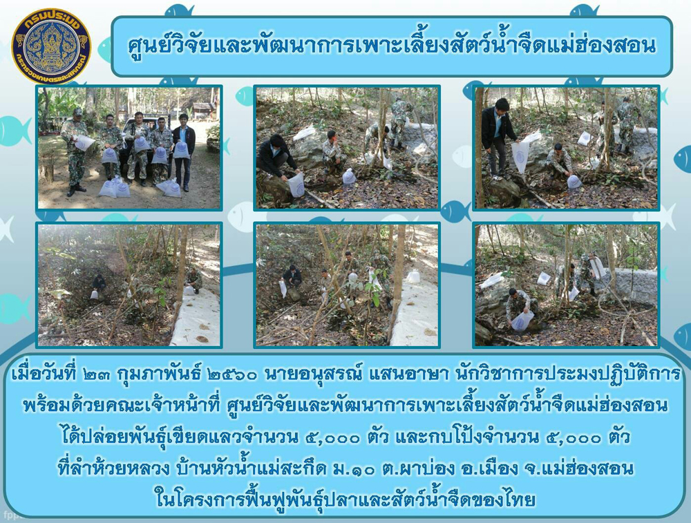 ปล่อยพันธูุ์เขียดแลวจำนวน 5,000 ตัว  และกบโป้งจำนวน 5,000 ตัว   ในโครงการฟื้นฟูพันธุ์ปลาและสัตว์น้ำจืดของไทย..คลิก